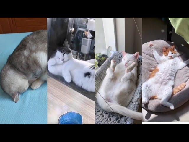 Weirdest Cat Sleeping Position - You Need To See!