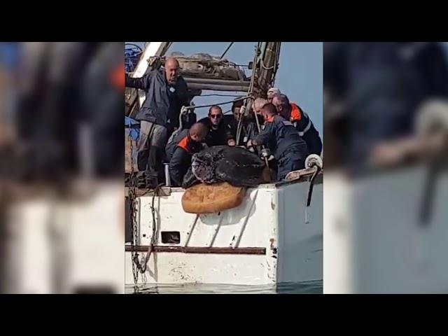 CESENATICO: Peschereccio cattura tartaruga liuto da 250 chili | VIDEO