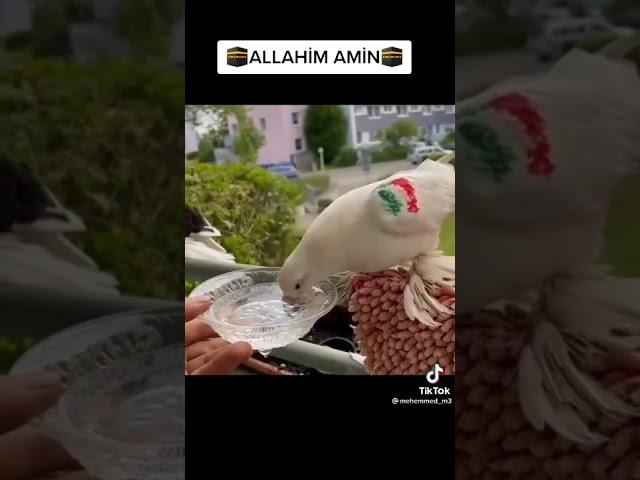 Allahin Yaratdigi Butun Canlilara Qarsi Merhemetli Olmaq Lazimdir Allah Canlilara Merhemetlidir 