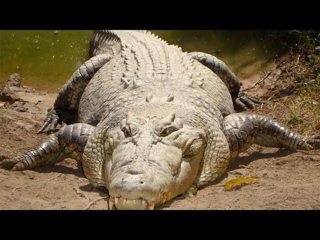 Saltwater Crocodile - The Largest Reptile In The World / Documentary (English/HD)