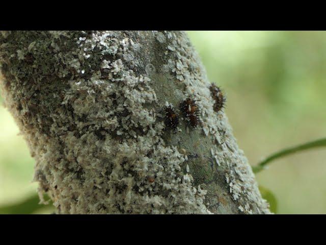 Twice-stabbed Lady Beetle larvae feast on Scale bugs