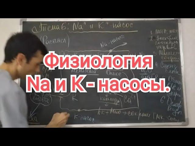 Физиология человека. Тема 6. Na и К- насос. Его роль в организме человека.