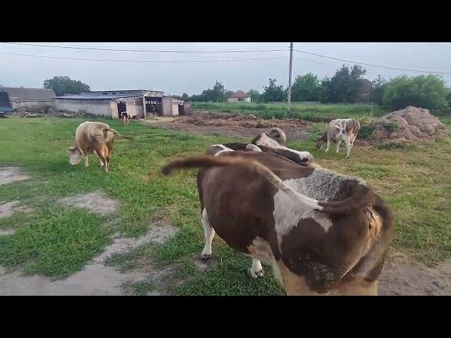 Тюкувачка запрацювала, заготовка сіна продовжується