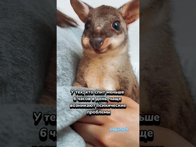 Краткий факт #shorts #viral #trending #рекомендации #факты #animals #животные