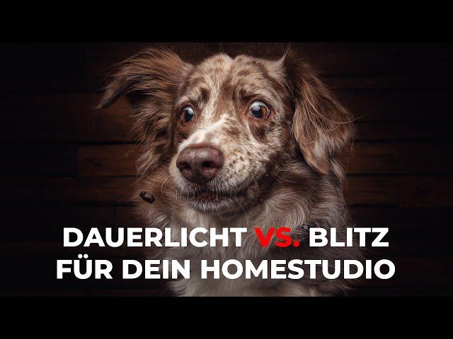 Hundefotografie - Dauerlicht vs. Blitz fürs Hunde-Homestudio