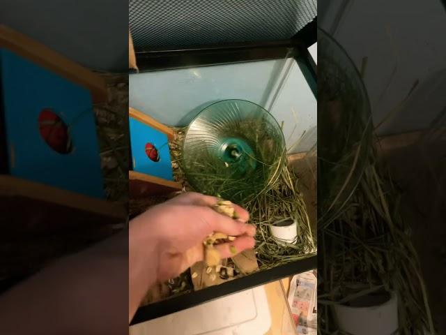 ASMR of feeding all my mice 