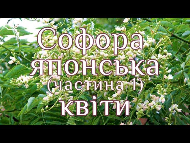 Софора японська. Частина 1. Квіти