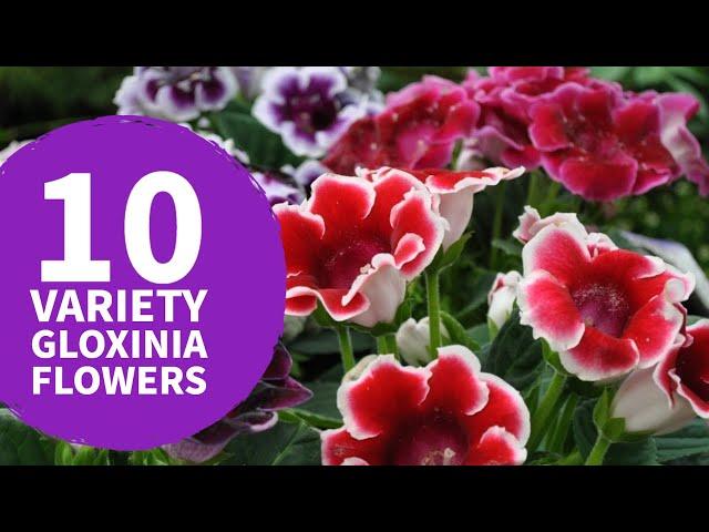 Gloxinia Flower Varieties