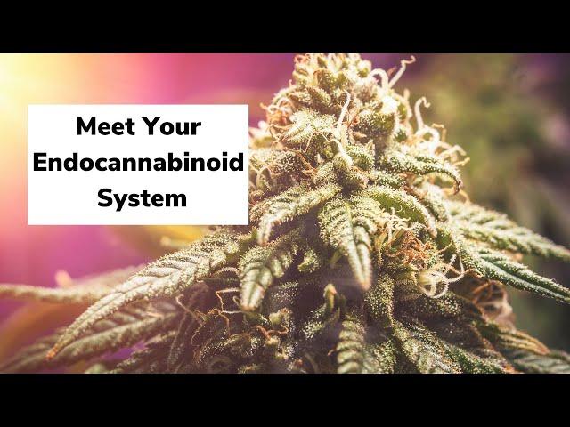 Meet Your Endocannabinoid System | Discover Marijuana