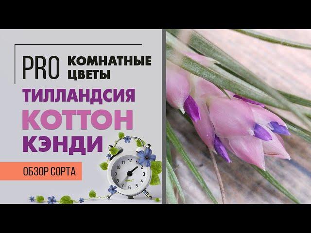 Тилландсия Коттон Кэнди - растение, которому уход не нужен { ну почти } атмосферная тиландсия