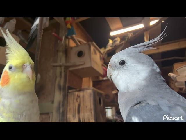 Curious Cockatiels, happy cockatiels….