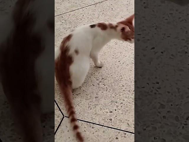 #cats##shorts## عالم#القطط##chat#