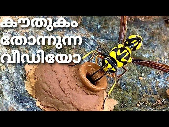 potter wasp building nest