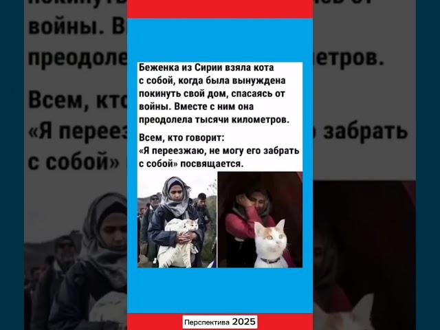 Беженка из Сирии взяла кота с собой