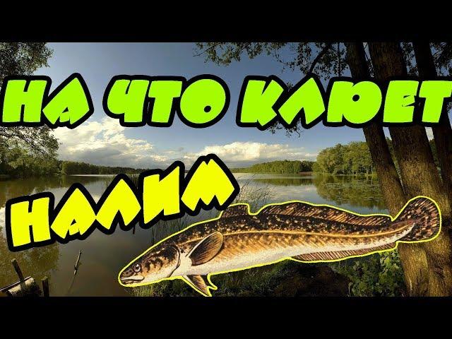 На что клюет налим. Как словить налима