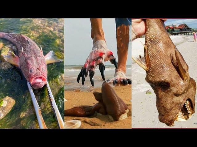 Catching Seafood, Deep Sea Octopus (Catch Crab, Catch Fish) - Tik Tok #97