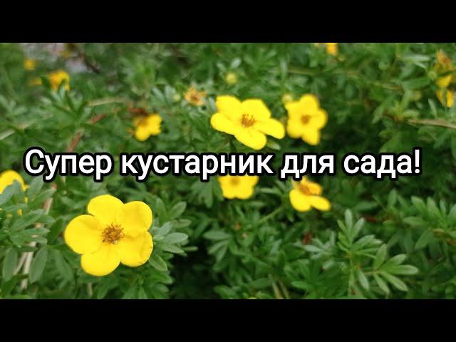 ЛАПЧАТКА Черенкование Результат % 