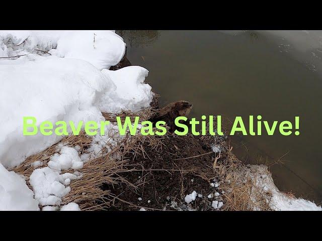 Last Beaver Check With Trapper J Eps22 - Last Beaver Check At My Place As Well - Beaver Still Alive