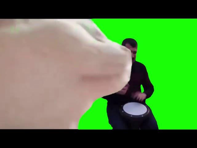 Cat vibing to levan Polkka green screen