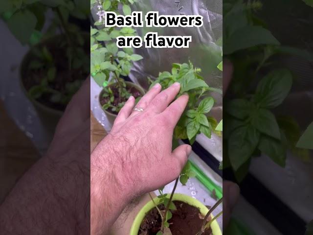 Basil flowers are loaded with flavor #basil #herbs #plants #gardening #indoorgardening