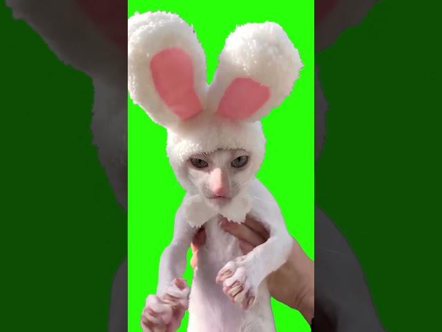 Crunchy Cat meme Green screen #funny #meme #lol