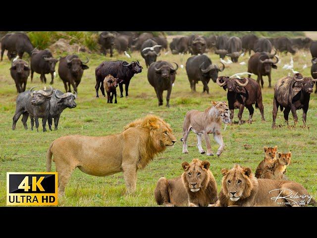 4K African Wildlife: Most Amazing Animal Encounters in Kwazulu-Natal With Real Sounds in 4K