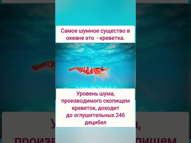 Самое шумное существо в океане это креветка. #интересно