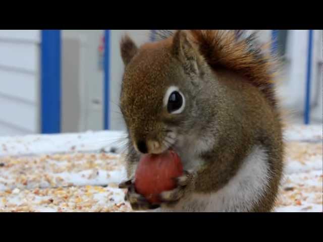 Funny Squirrel Eating A Nut