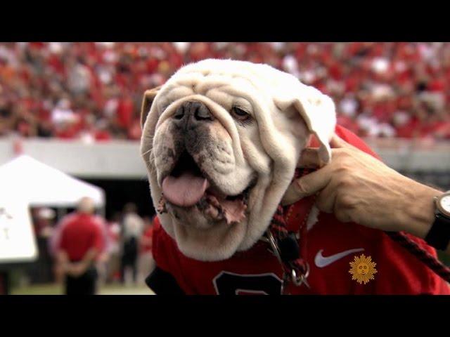 Meet University of Georgia mascot Uga the bulldog