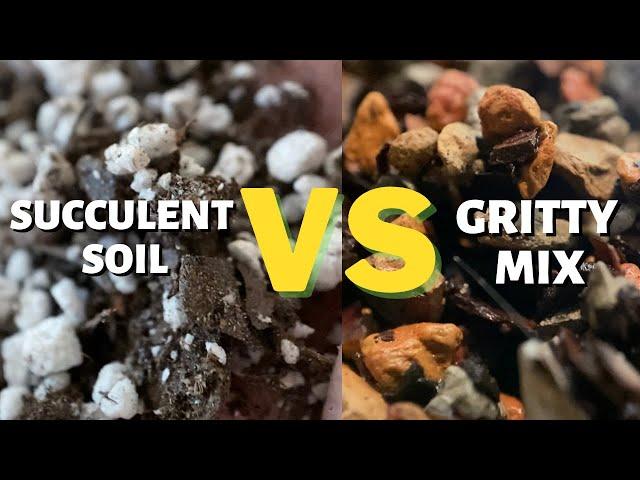 Best Soil for Succulents & Cacti - Bonsai Jack Gritty Mix or Miracle Gro Succulent Soil