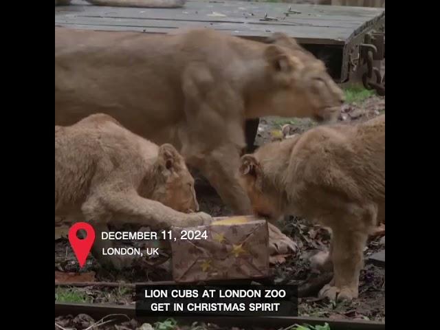 Lion cubs at London Zoo get in Christmas spirit