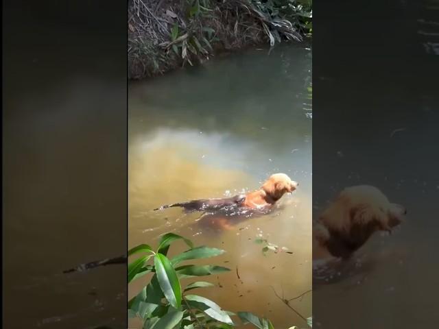 Golden retriever swimming and playing with friendly river otter.