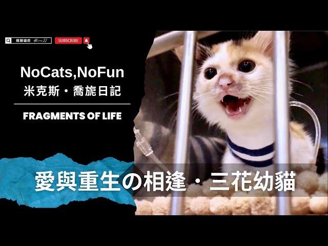 幼貓救援｜愛與重生／流浪貓&收容所、貓咪認養、套房養貓 #cat  #pets  #kitten  #cute   #cutecat   #cuteanimals  #pets  【AJ極簡貓奴】