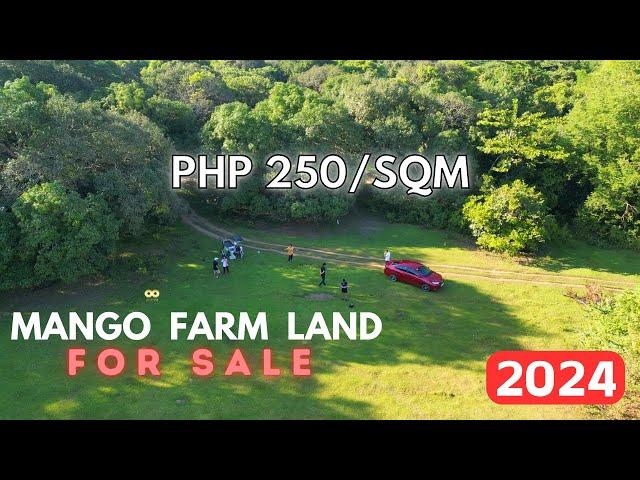 LFS 111 |  Tropical Paradise Awaits! Mango Farm Lot for Sale 2024 – Your Slice of Agri-Haven 