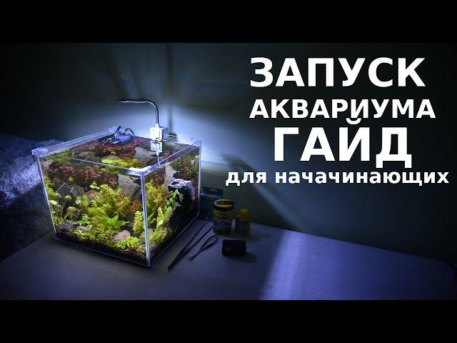 Запуск аквариума гайд для начинающих - пошаговый инструктаж