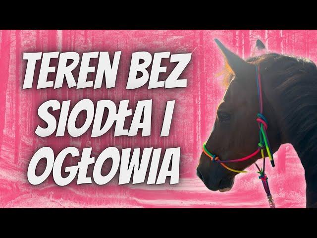 POJECHAŁAM W TEREN BEZ SIODŁA I OGŁOWIA