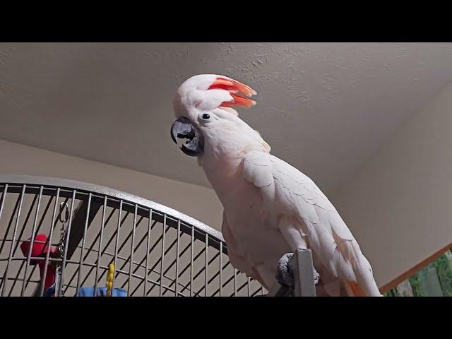 Cockatoo Has A Meltdown (volume alert ️)