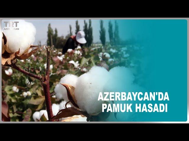 AZERBAYCAN'DA PAMUK HASADI