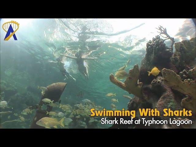 Swimming with sharks inside Shark Reef at Disney's Typhoon Lagoon Water Park