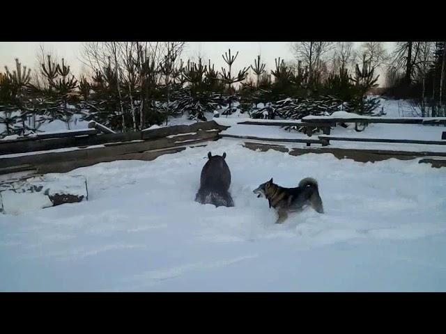 ЗСЛ Щепка 1г.4мес.по кабану