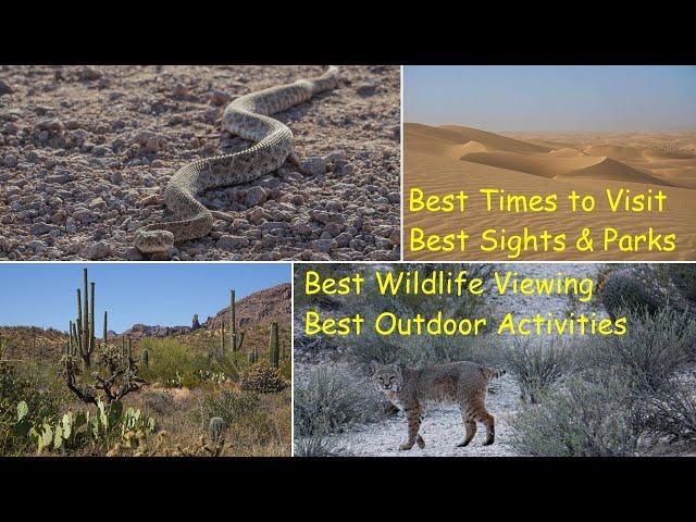 Exploring the Sonoran Desert - Best WILDLIFE HOTSPOTS & OUTDOOR ACTIVITIES