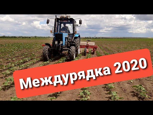 Междурядная культивация подсолнечника 01.06.2020.