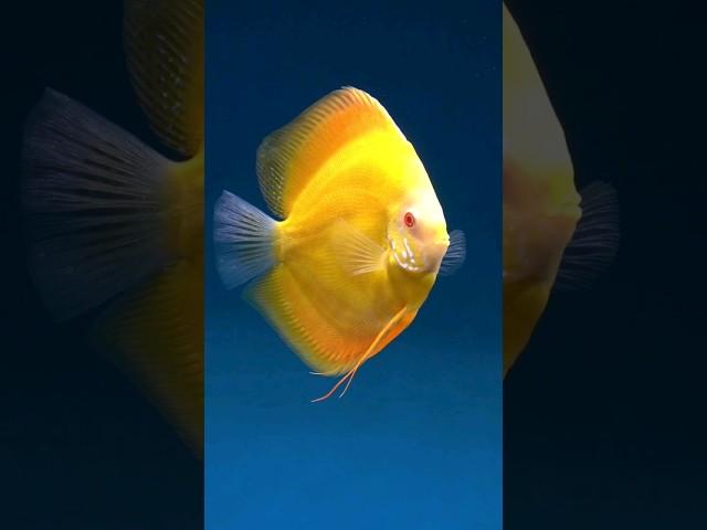 Experience the Beauty and Majesty of the Discus Fish