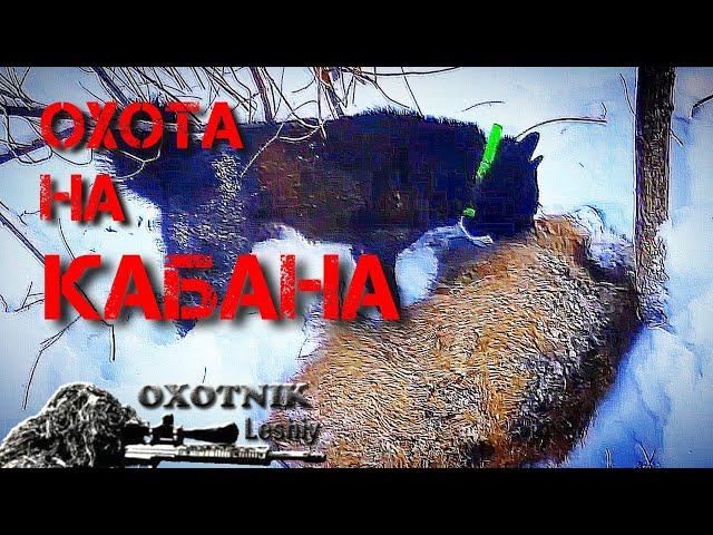 КАБАНА удалось добыть только с помощью ЛАЙКИ!