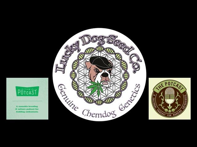 Episode 82 ft SkunkVA of Lucky Dog Seed Co - The Pot Cast - 25/04/23