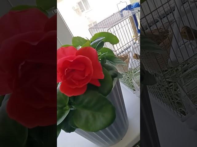 ️ Ждем ️  Чуда️ #любовь #бог#флористика#счастье#богатство#цветы #красотадуши #природа #богатсво