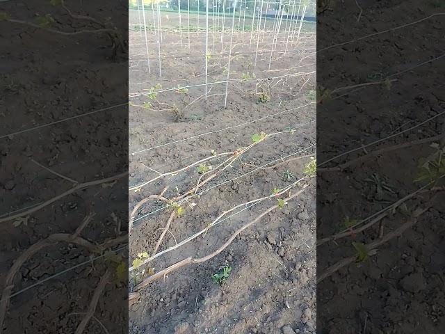 виноградник через два тижні після заморозку #садок #garden #хобі #farming #ягода #nature #виноград