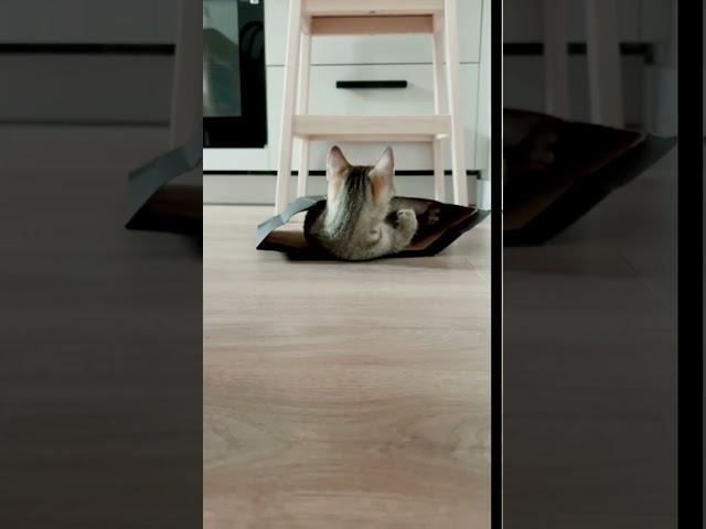 нападение хищника,смотреть до конца  #cat #kitten #kitty