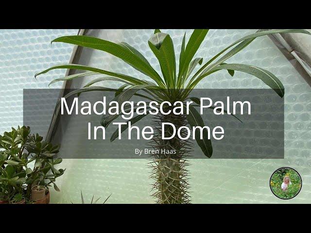 Madagascar Palm