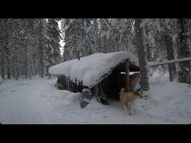 We arrived at the hut, cleared the snow, caught a sable and killed an elk from the approach.